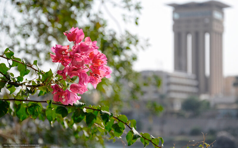 Pink flowers with city tower