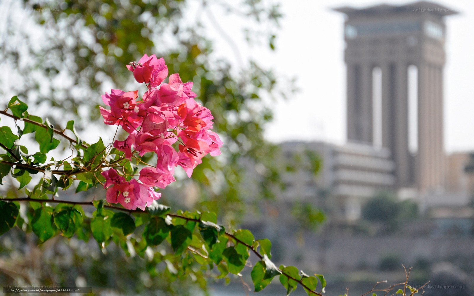 Pink flowers with city tower