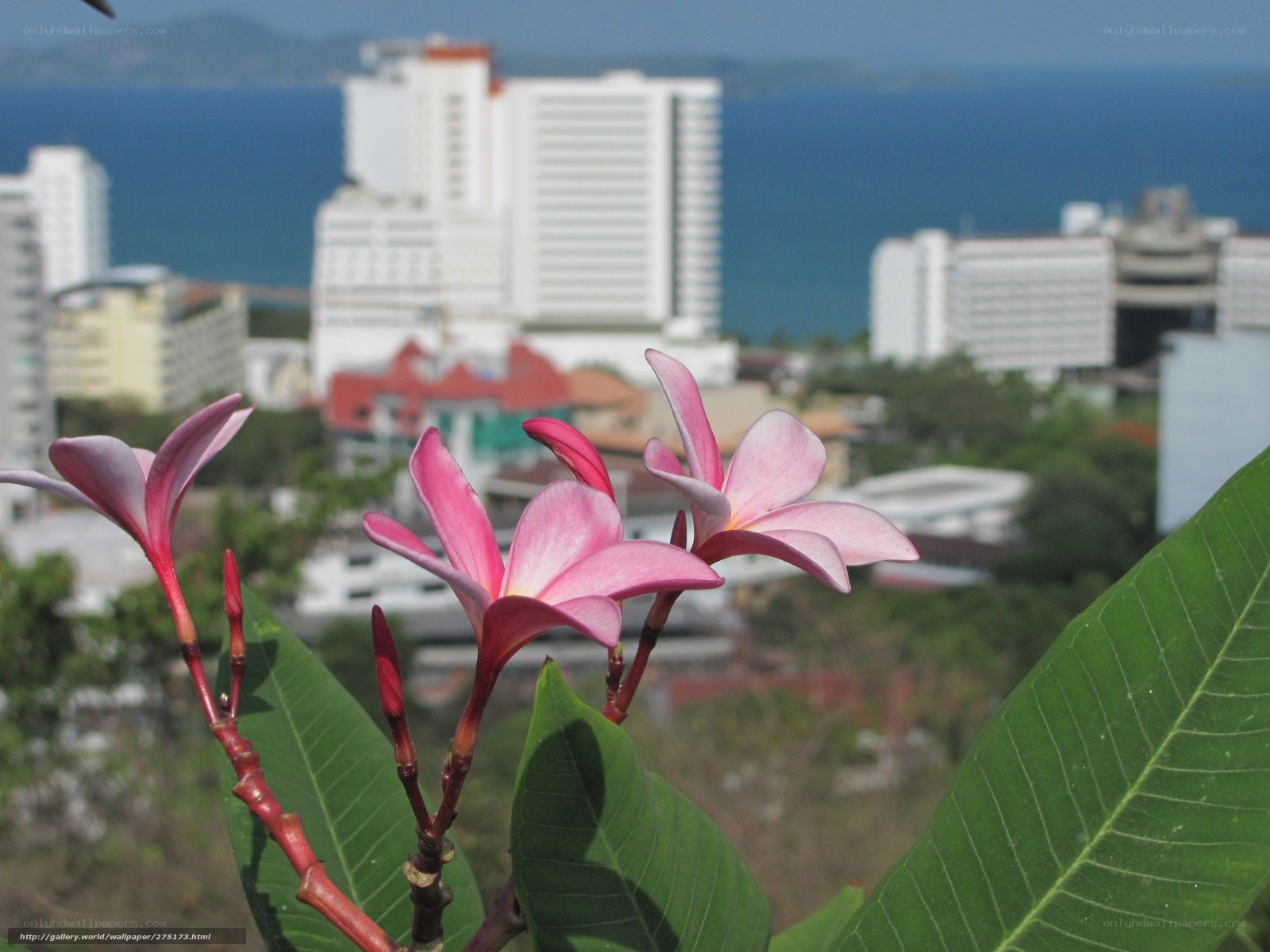 Pink flowers with city view