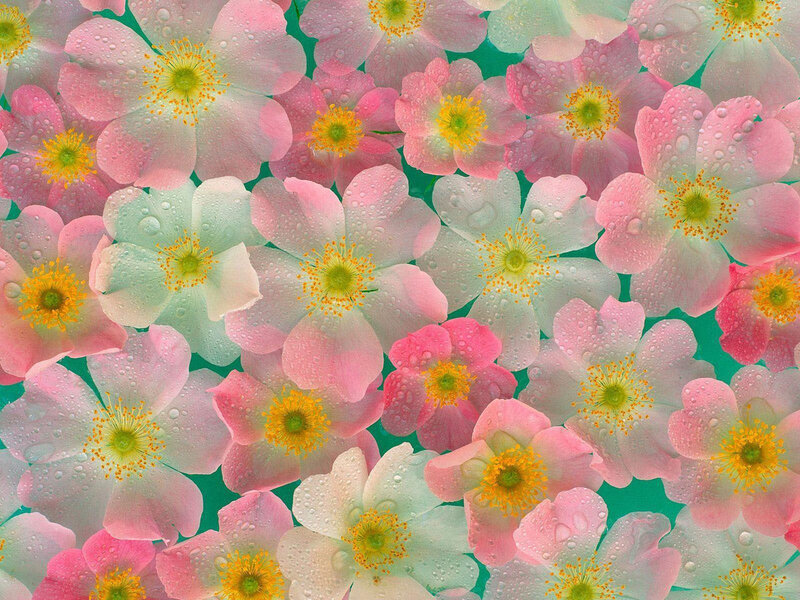Pink Flowers with Dew — Calm, Spring