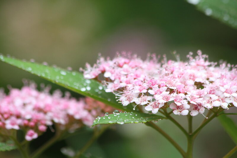 Pink Flowers with Dew — Calm