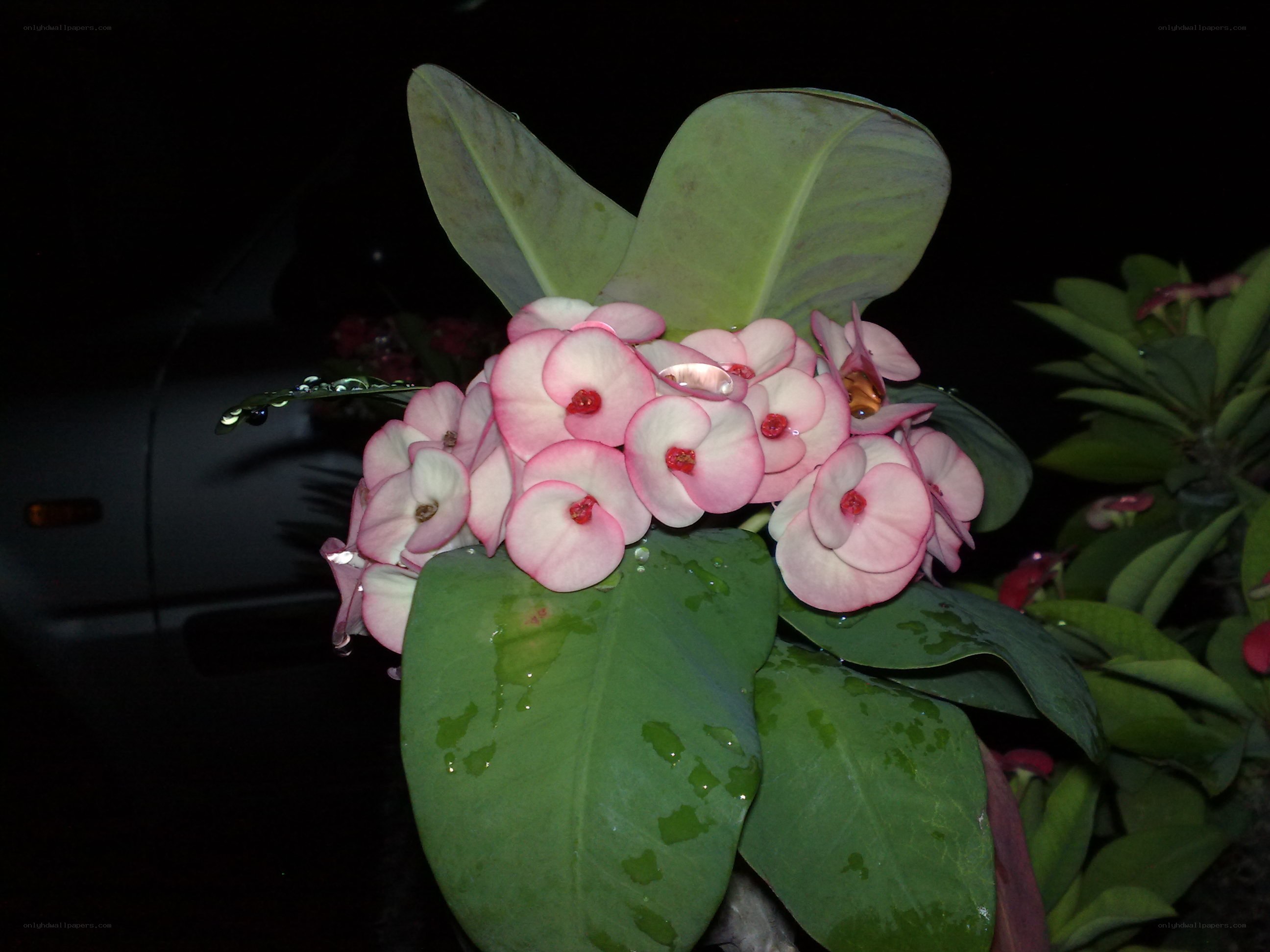 pink flowers with dew drops