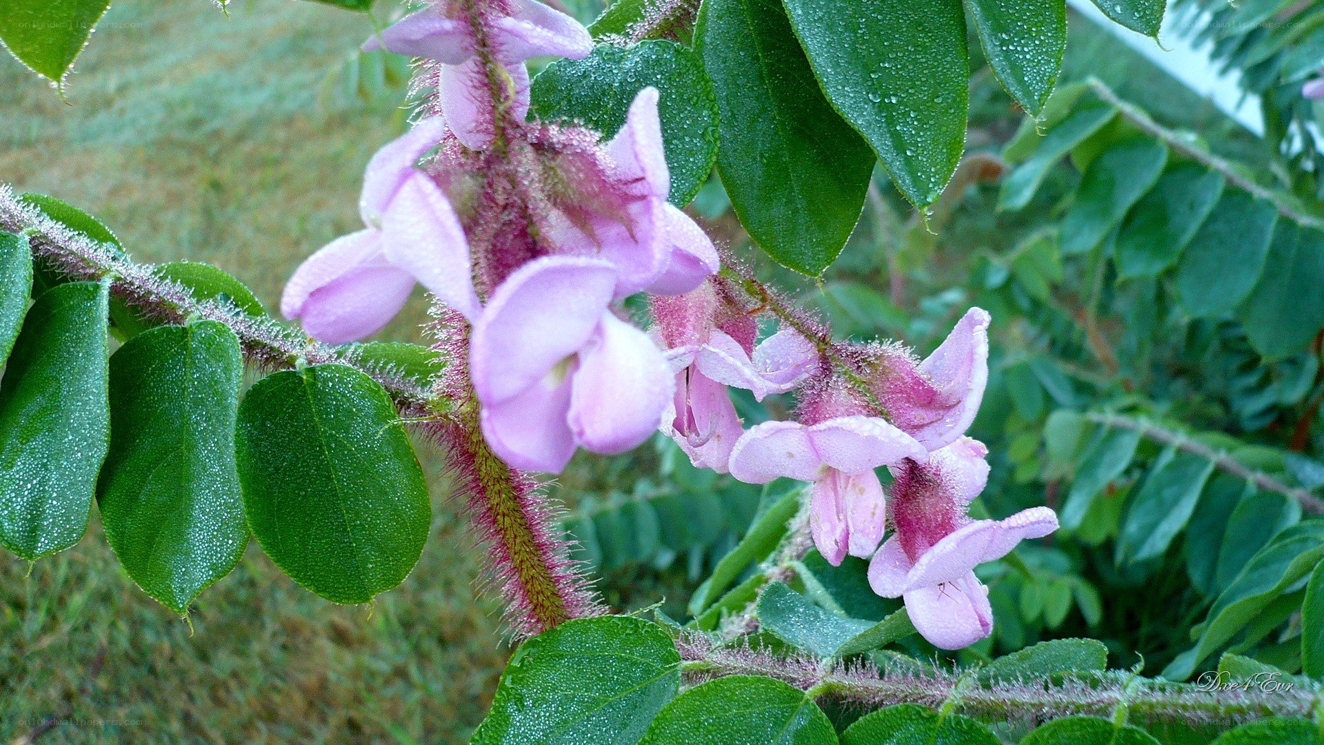 Pink flowers with dew drops
