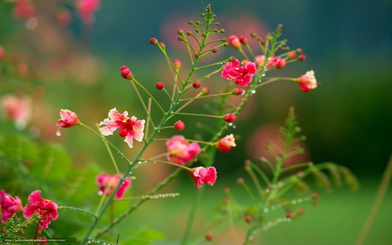 Pink flowers with dew drops