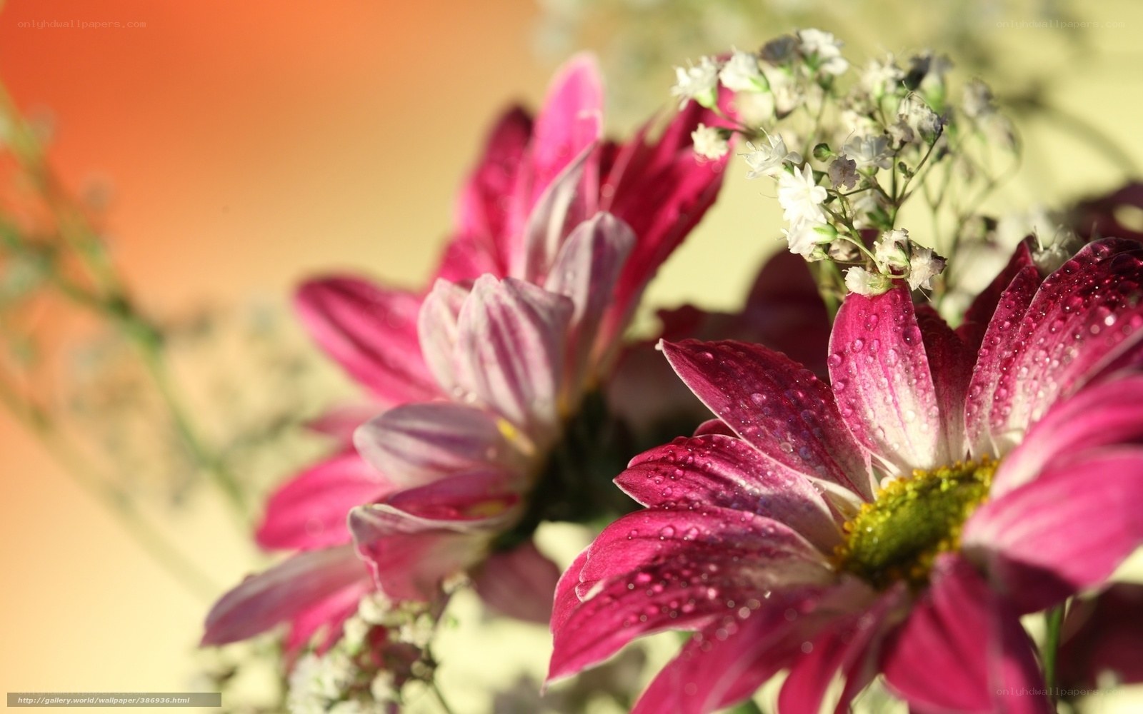 Pink flowers with dew drops