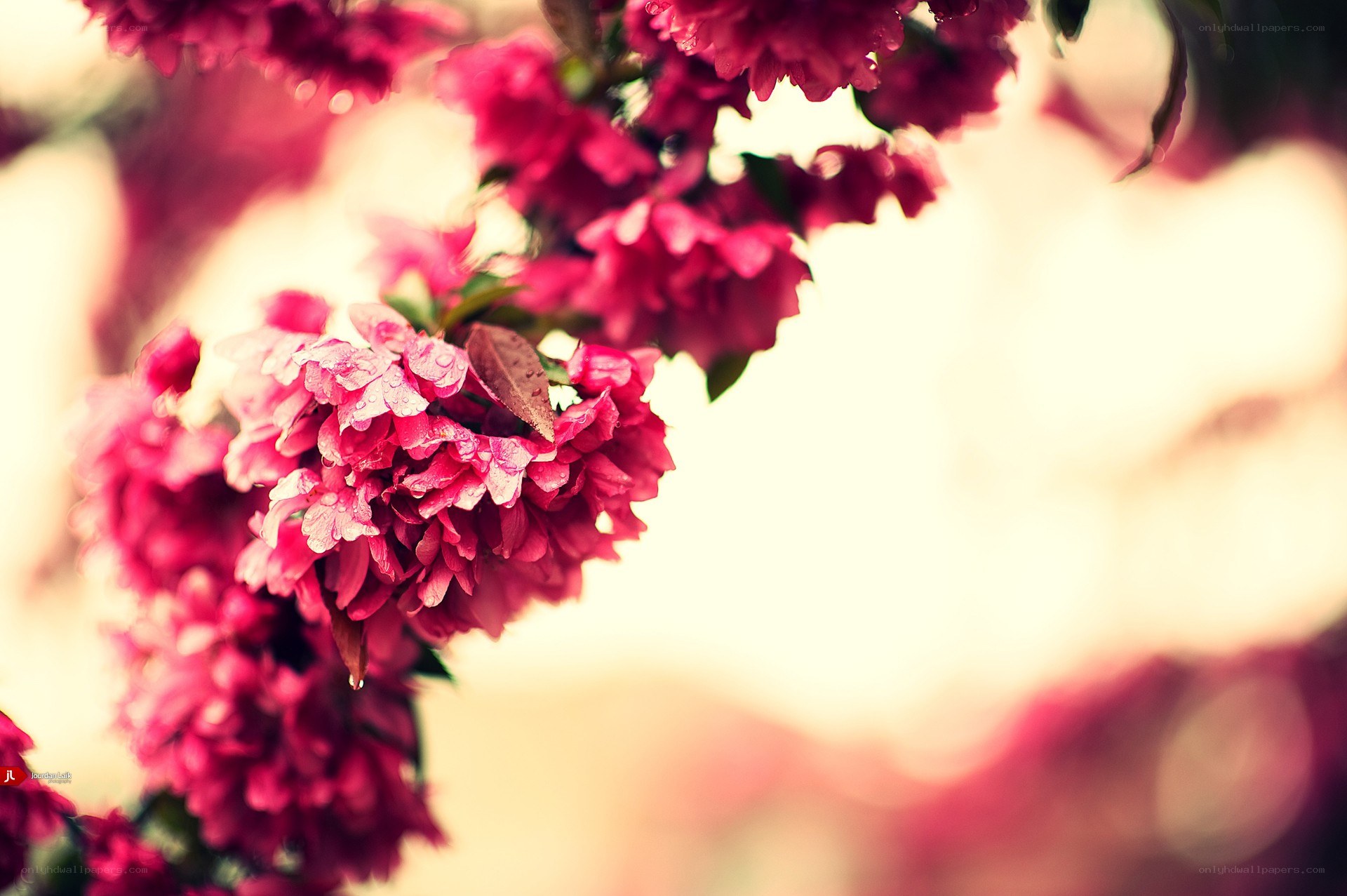 Pink flowers with dew drops