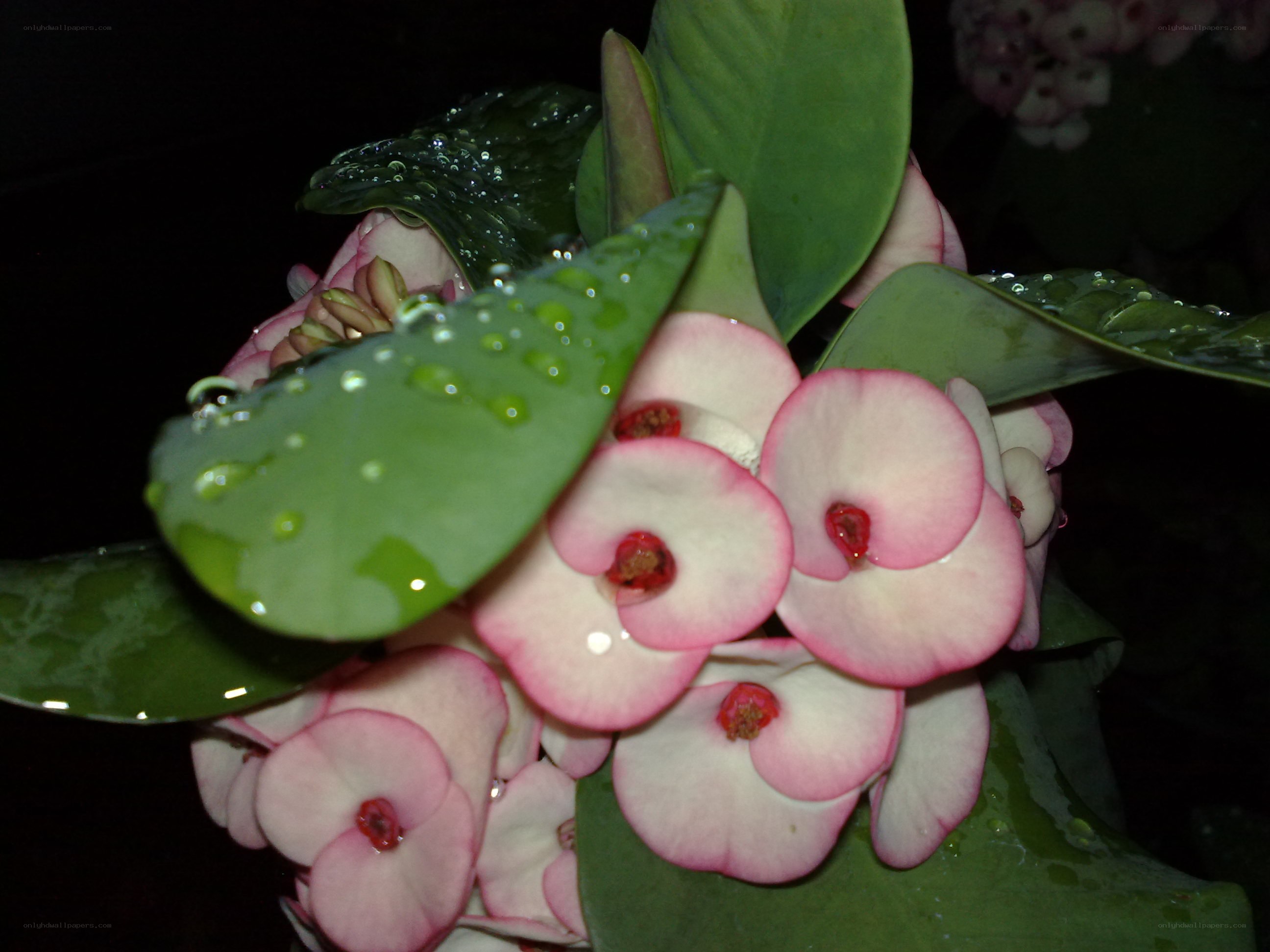 Pink flowers with dew drops