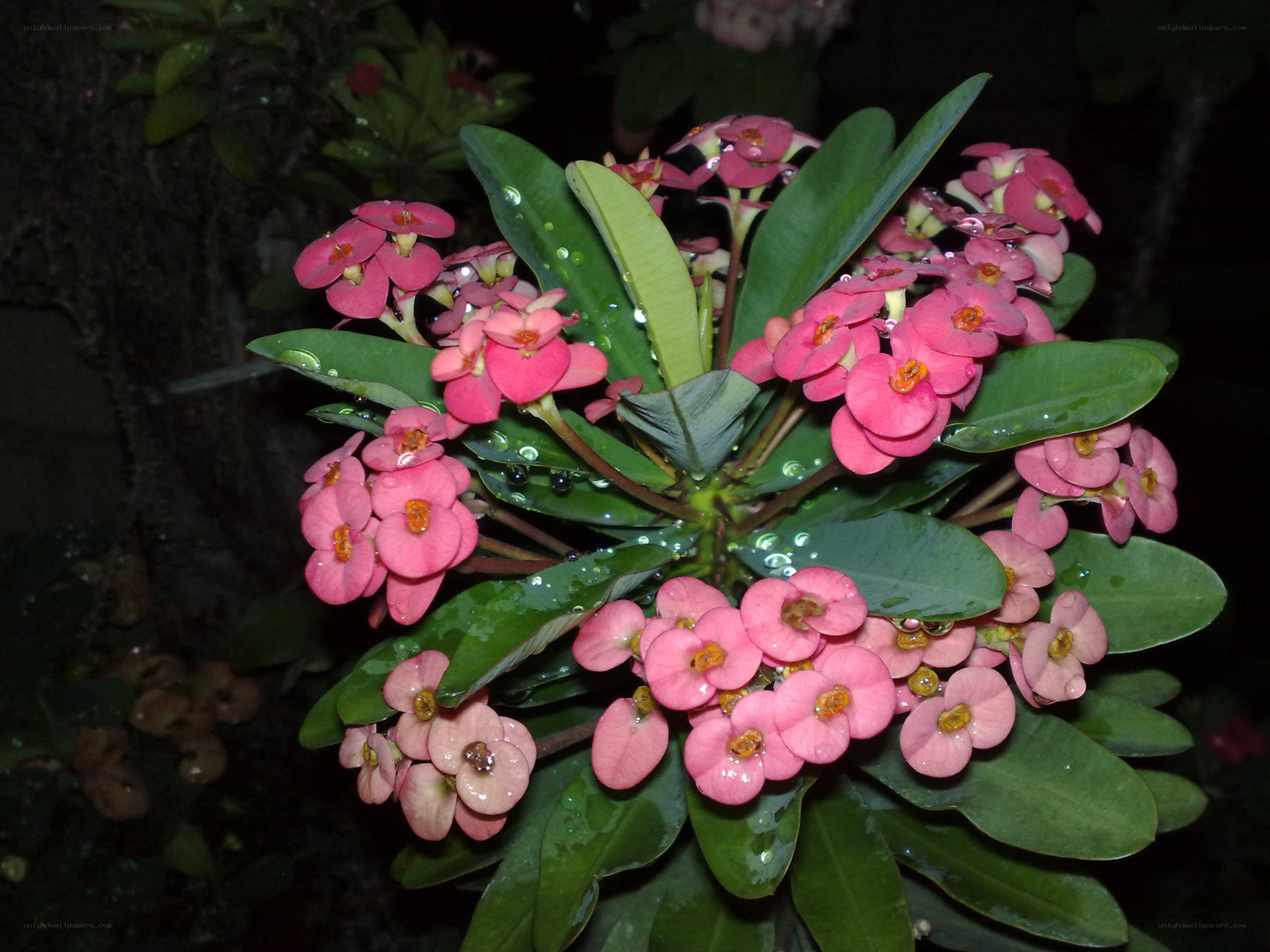 Pink flowers with dew drops