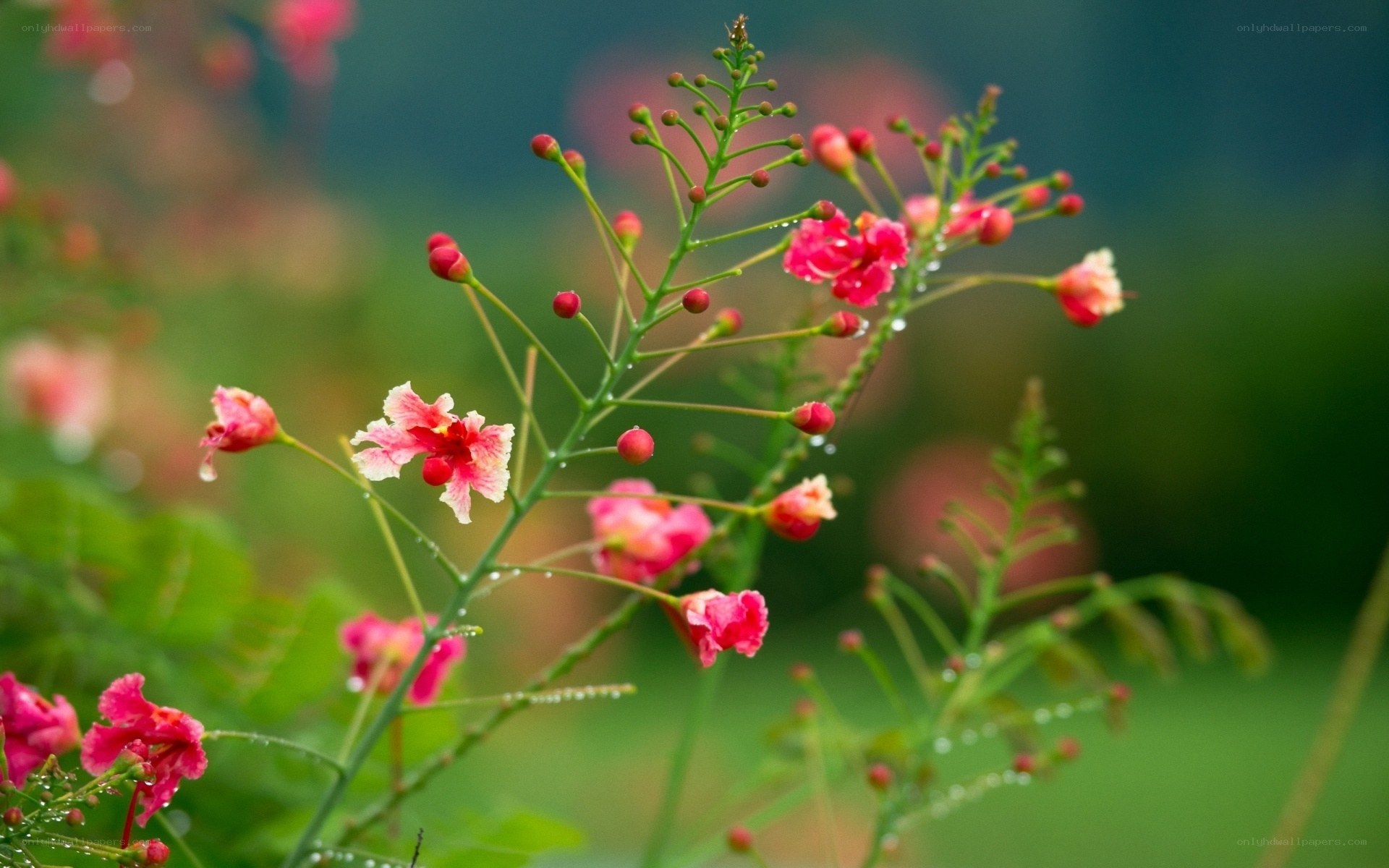 Pink flowers with dew drops