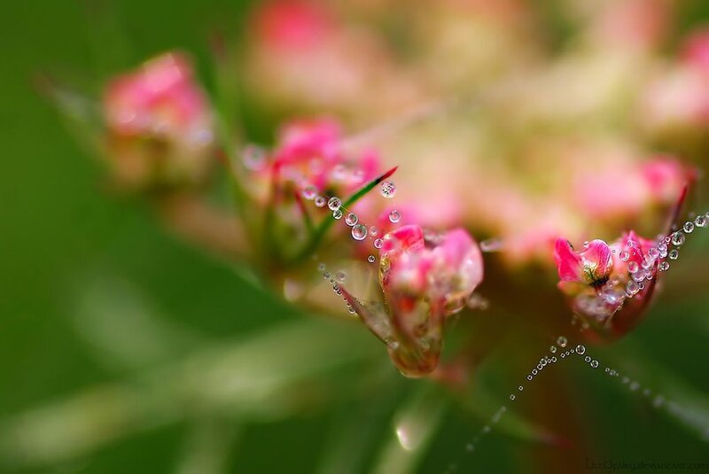 Pink Flowers with Dew — Serene, Morning