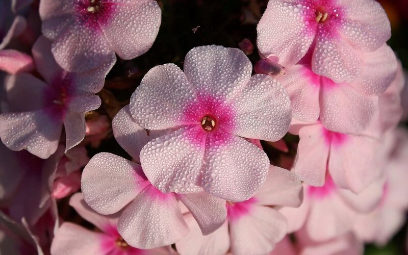 Pink Flowers with Dew — Serene