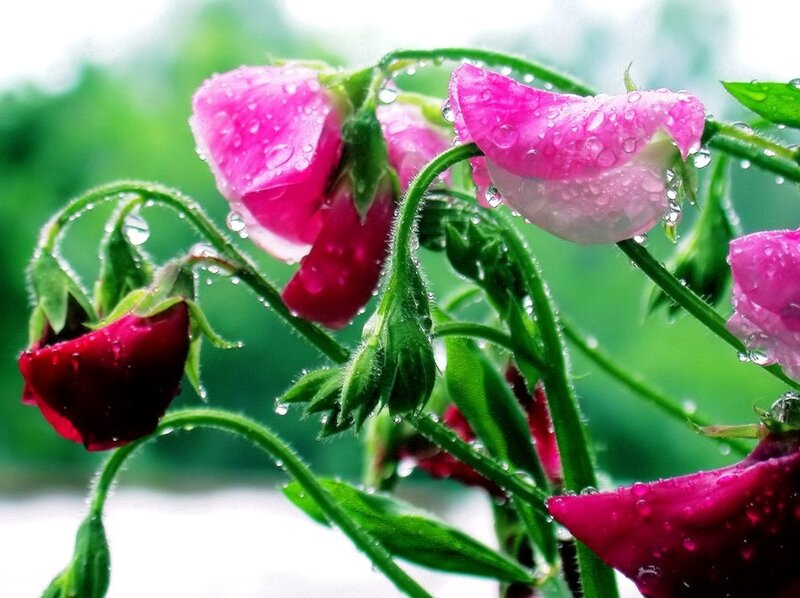 Pink Flowers with Dew