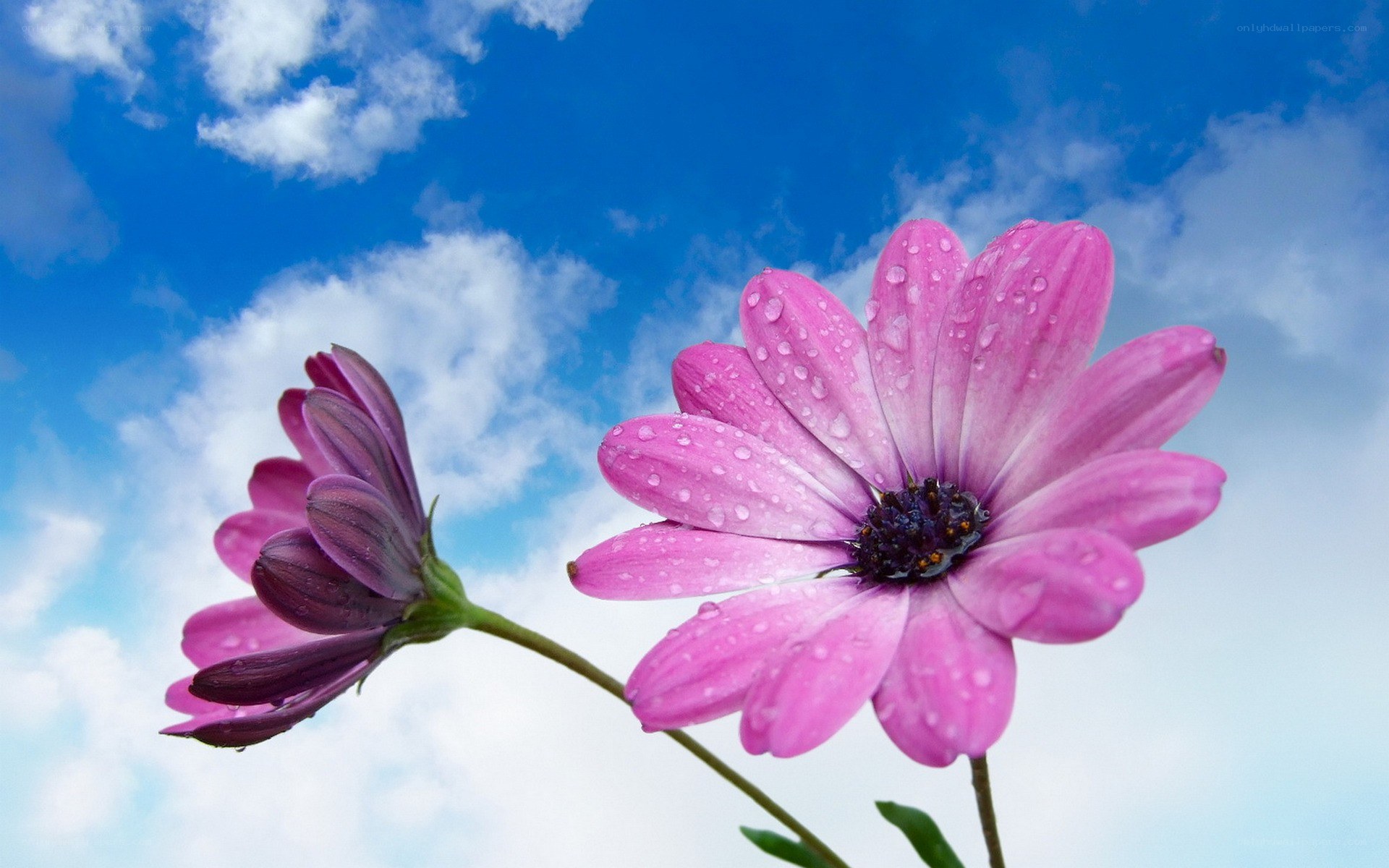 Pink flowers with dewdrops