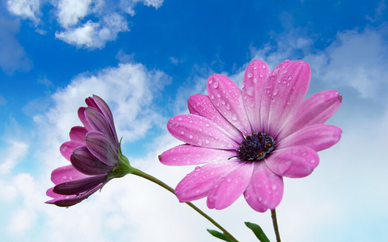 Pink flowers with dewdrops