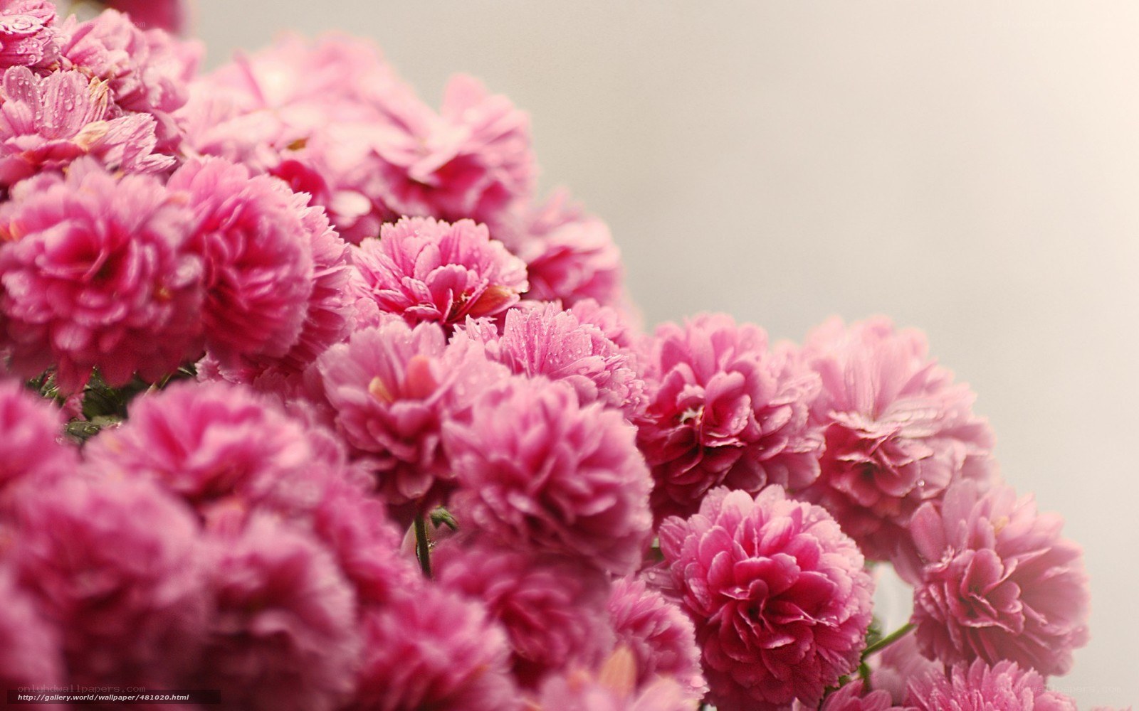Pink flowers with dewdrops