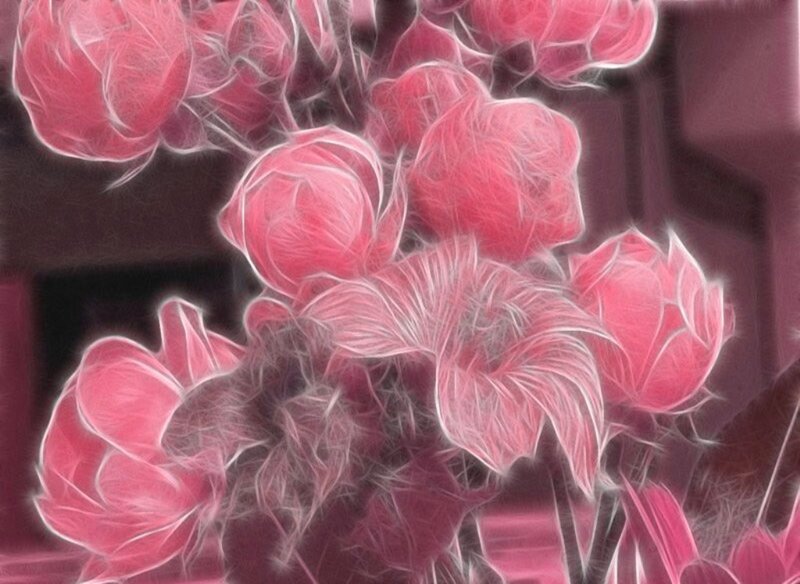 Pink flowers with glowing effect