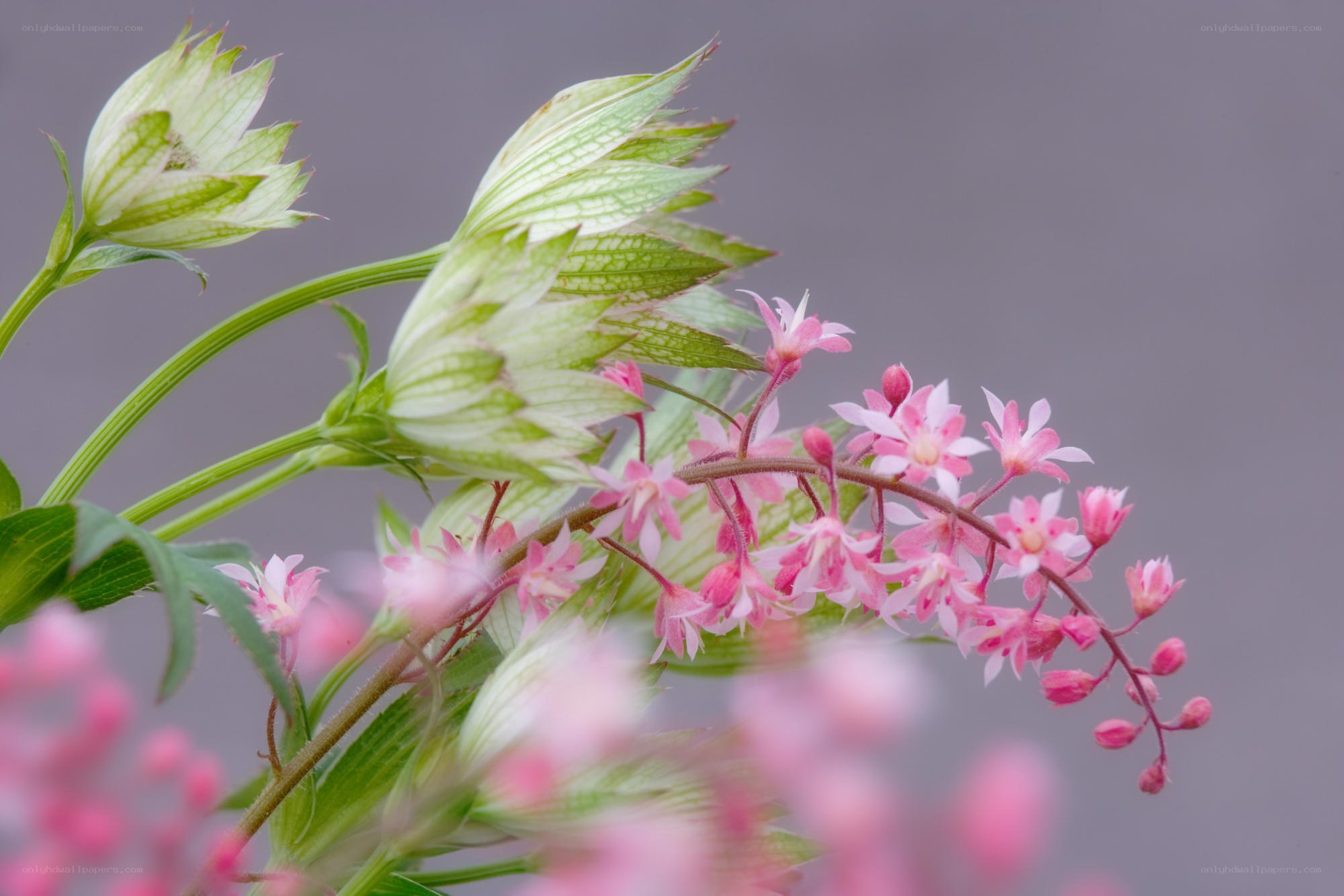 Pink flowers with green buds