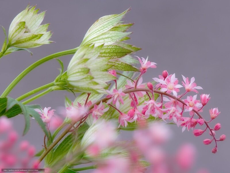 Pink flowers with green buds
