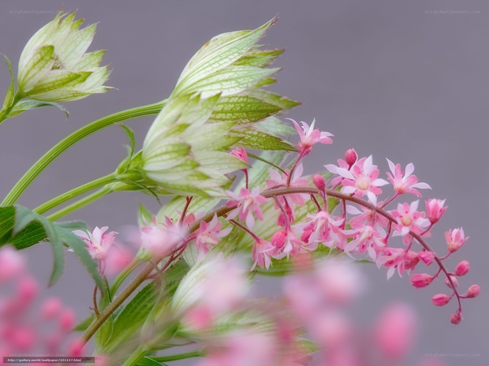 Pink flowers with green buds