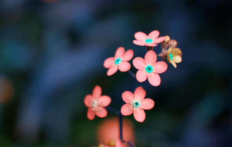 Pink Flowers with Green Centers