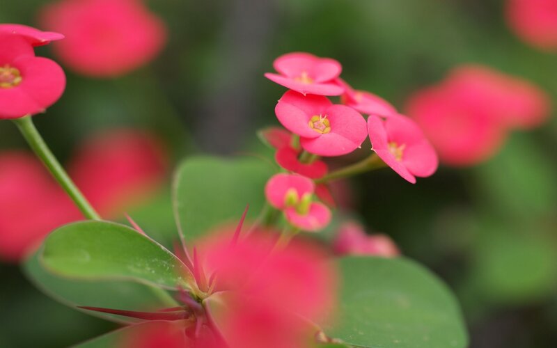 Pink flowers with green leaves