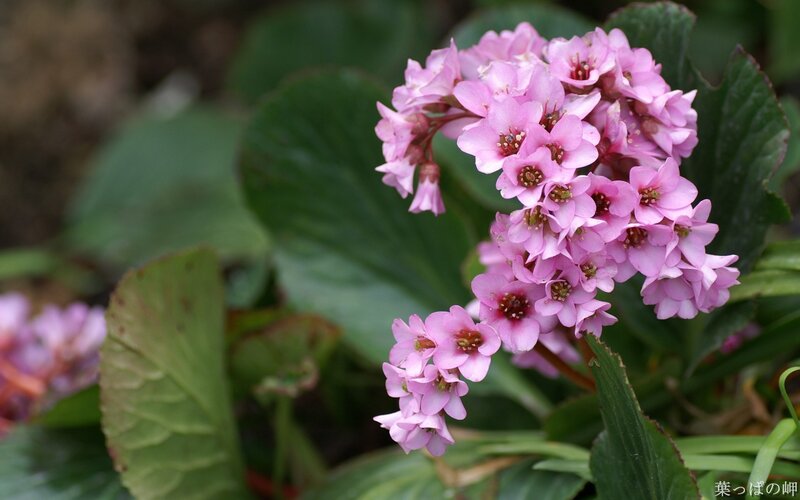 Pink flowers with green leaves