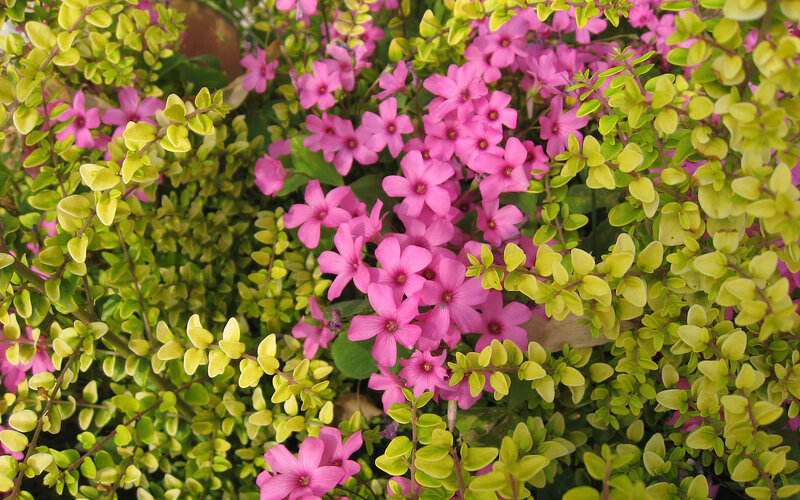 pink flowers with green leaves