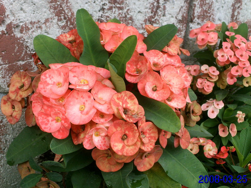 pink flowers with green leaves