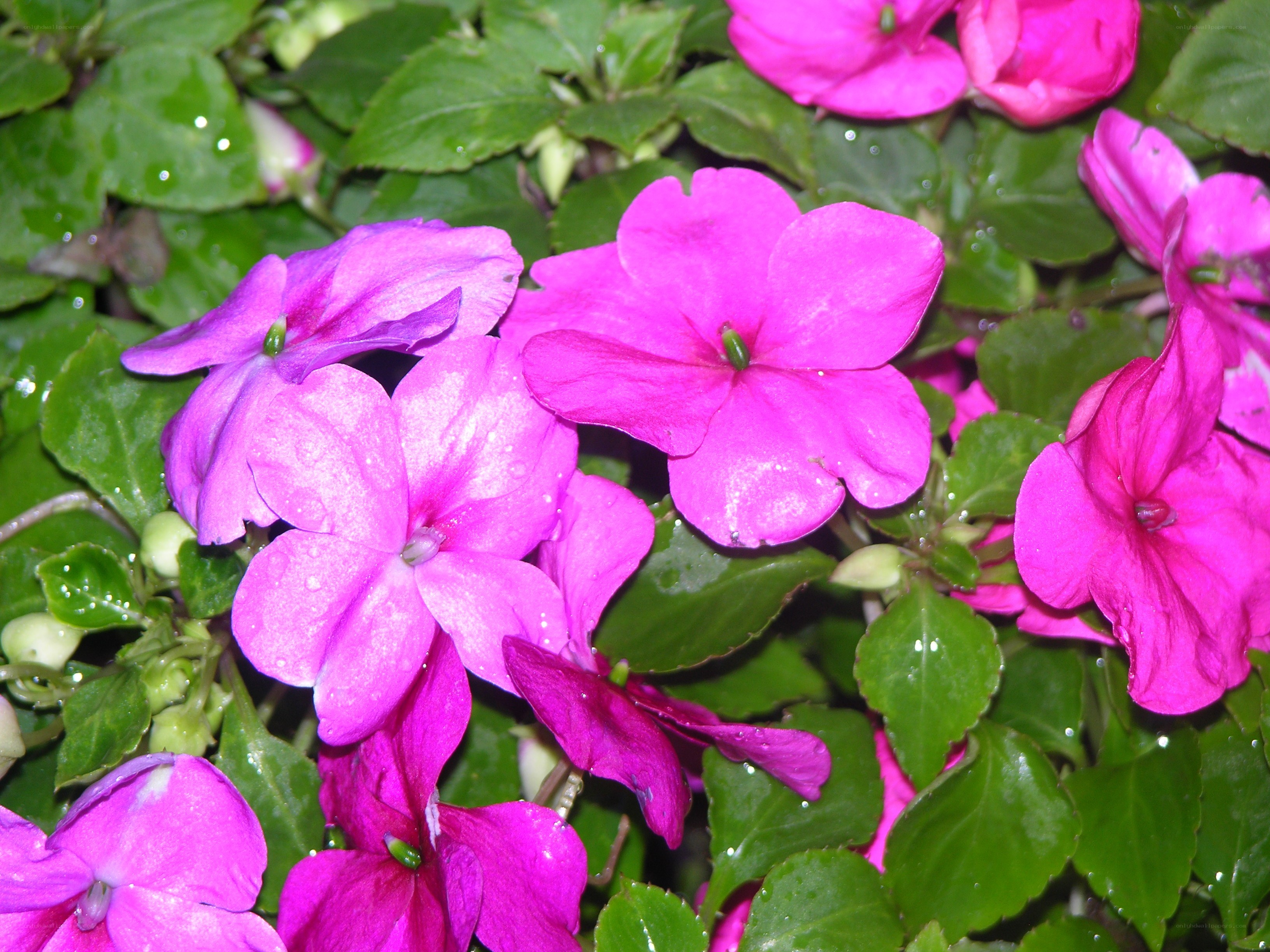 Pink flowers with green leaves