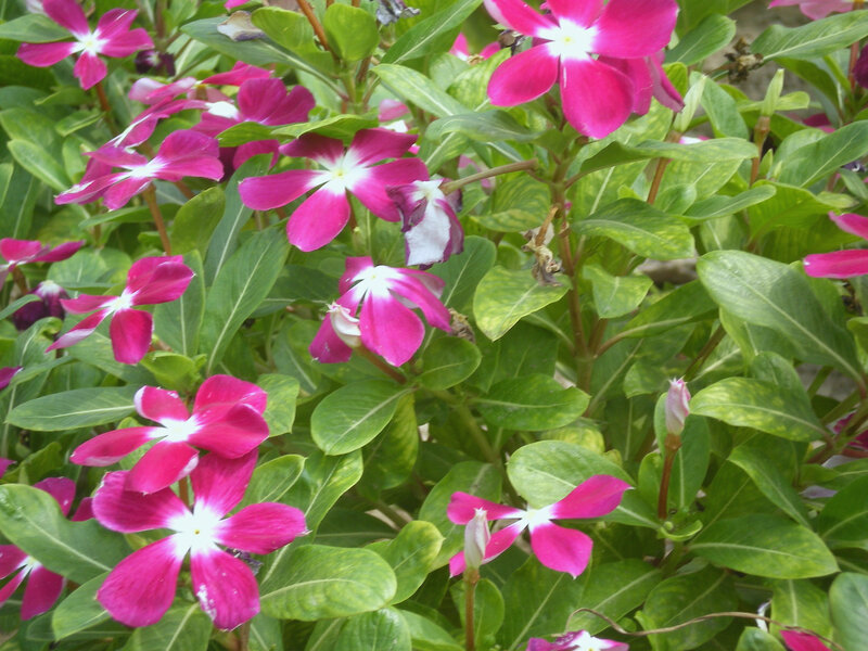pink flowers with green leaves