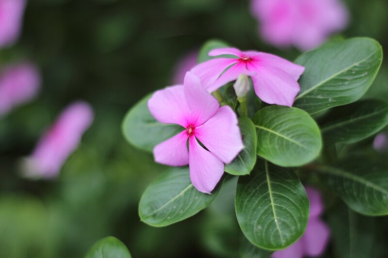 Pink flowers with green leaves