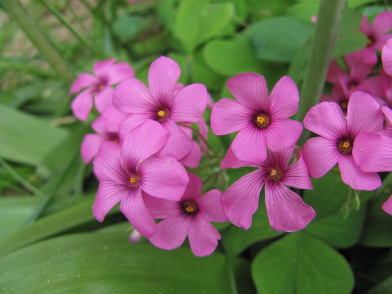 pink flowers with green leaves