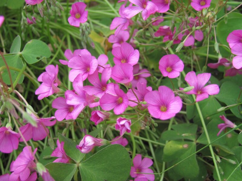 pink flowers with green leaves