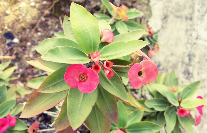pink flowers with green leaves