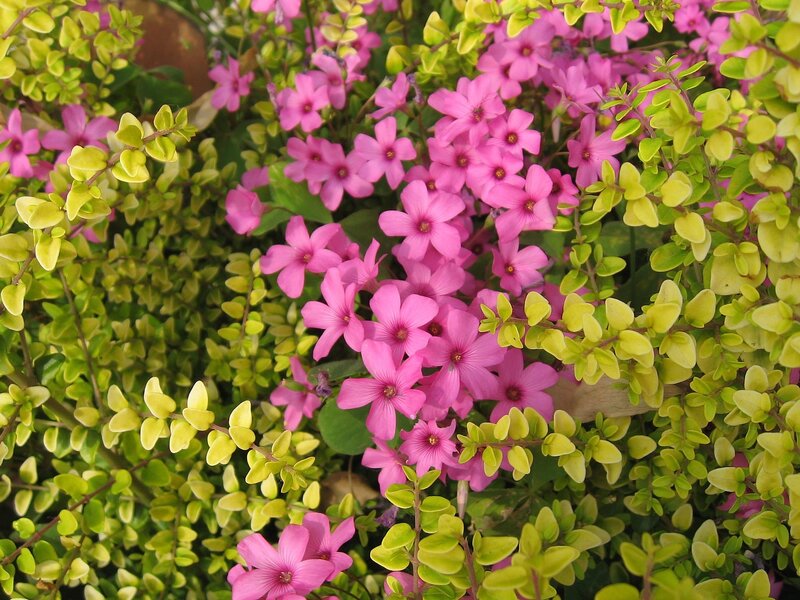 Pink Flowers with Green Leaves — Calm, Spring, Photograph, Plants