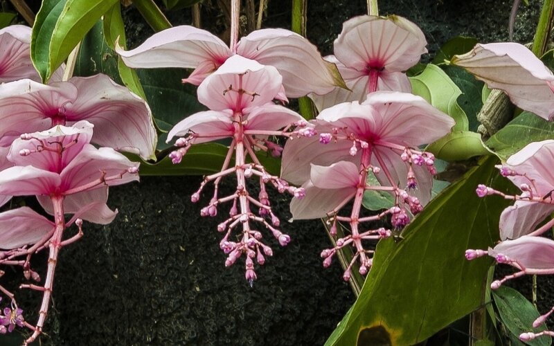 Pink Flowers with Green Leaves — Natural, Photograph, Buds