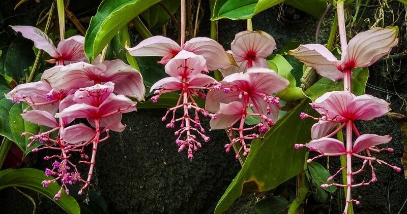 Pink Flowers with Green Leaves — Natural, Photograph