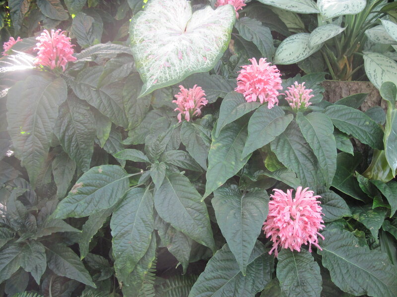 Pink Flowers with Green Leaves — Natural