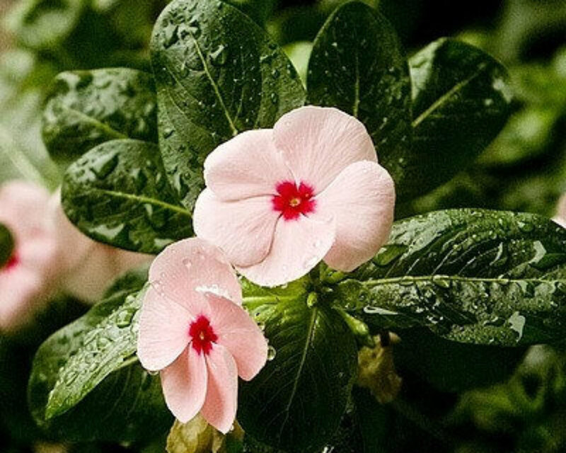 Pink Flowers with Green Leaves — Serene