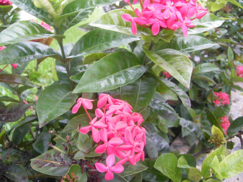 Pink flowers with green leaves