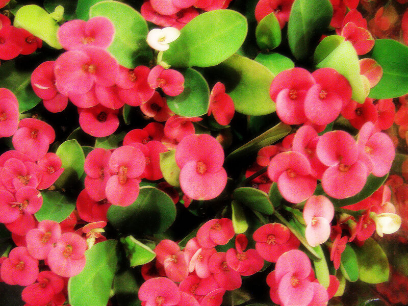 Pink Flowers with Green Leaves — Vibrant
