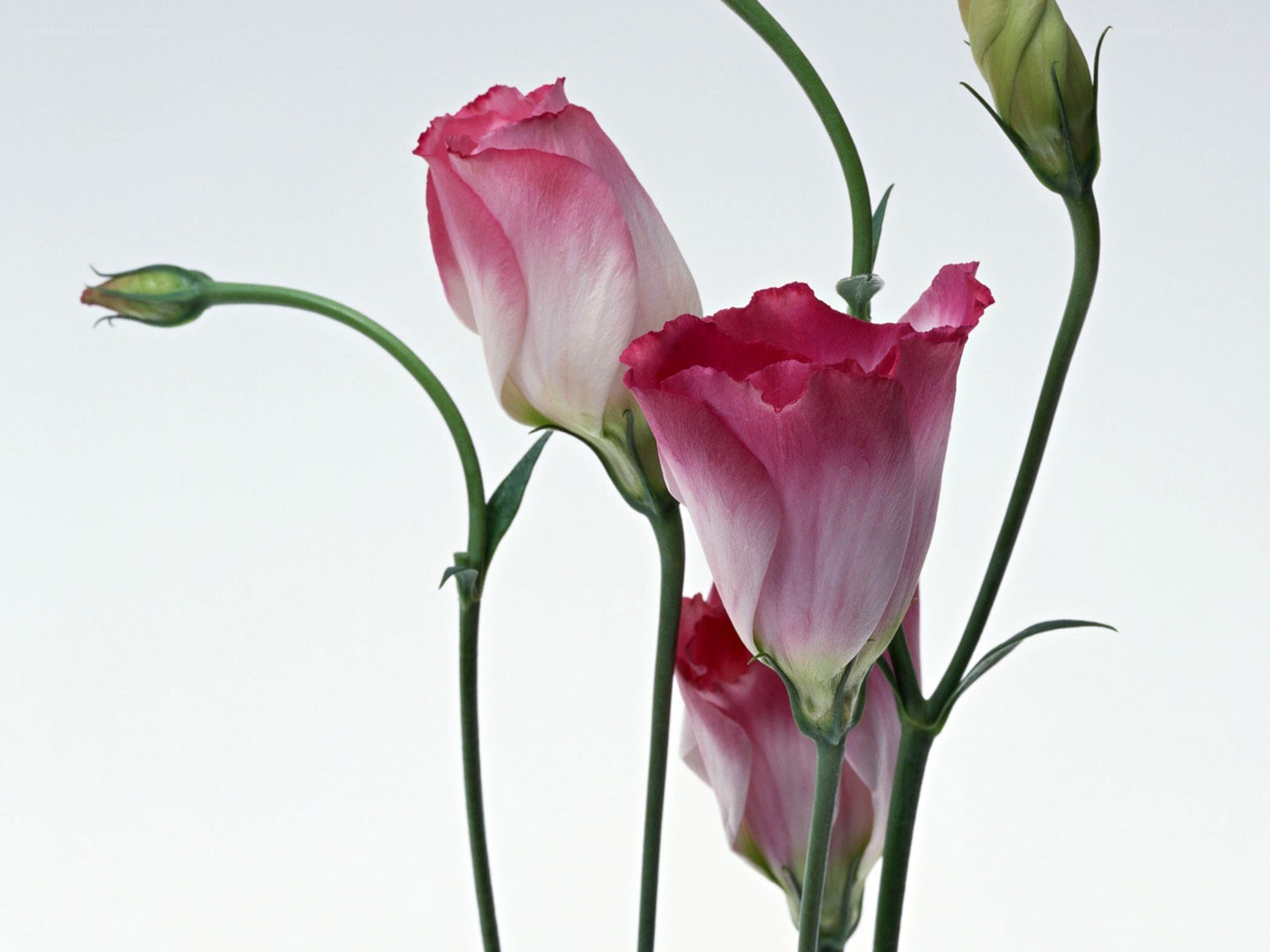 Pink flowers with green stems