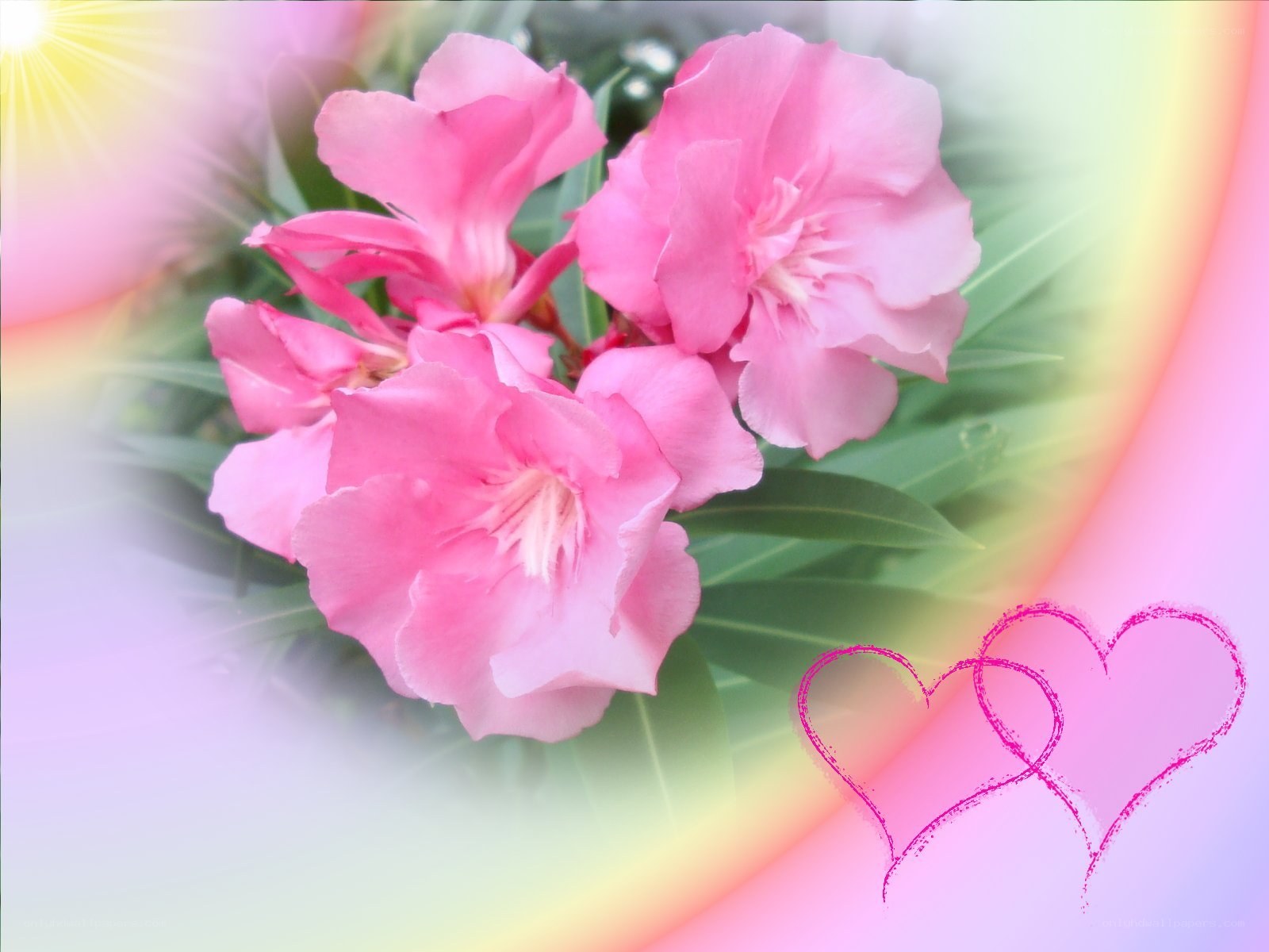 pink flowers with hearts