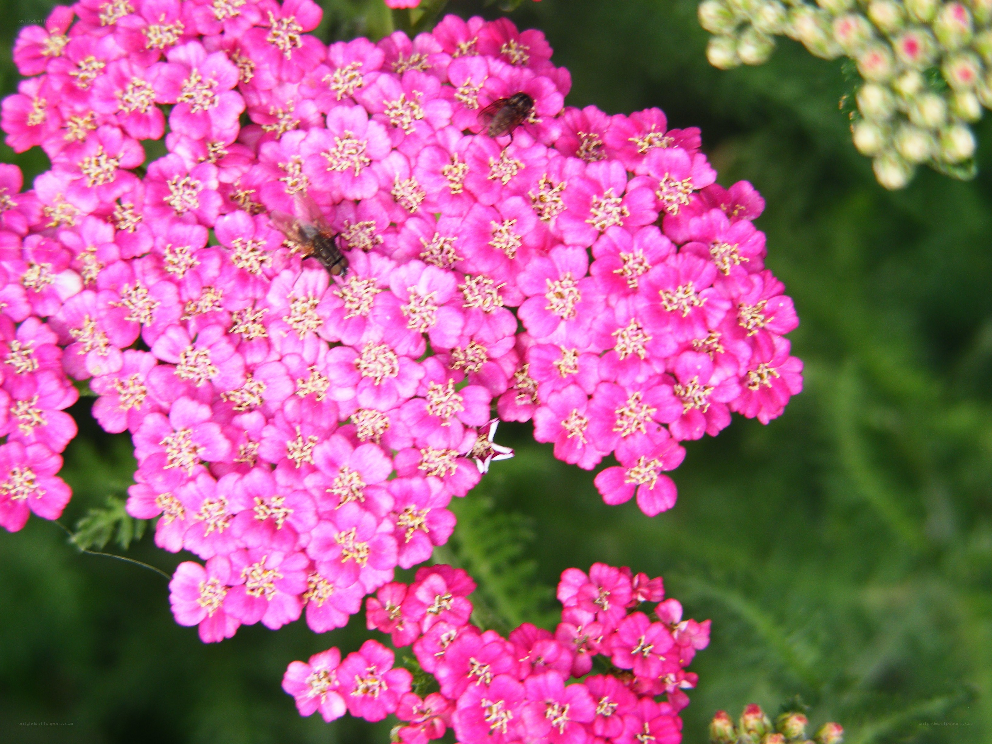 pink flowers with insects