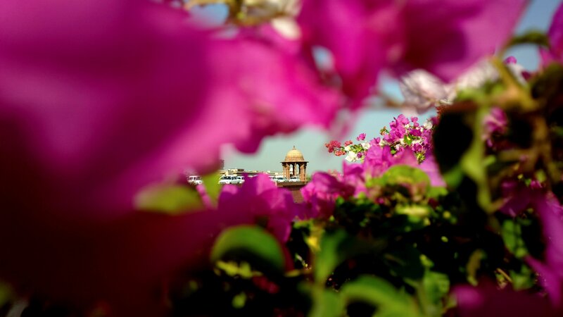 Pink Flowers with Monument