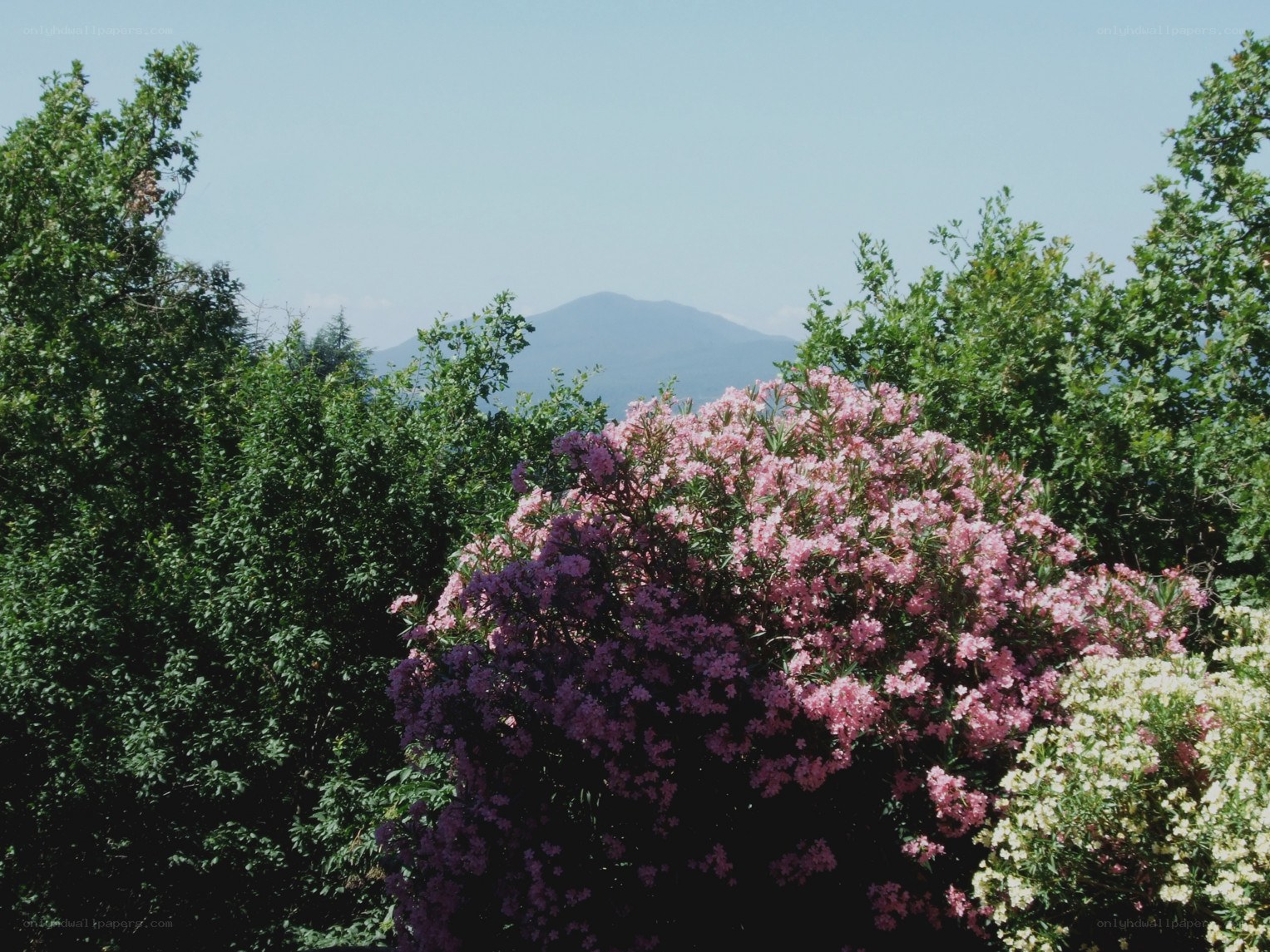 Pink flowers with mountain view