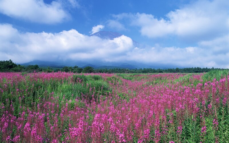 Pink flowers with mountain view