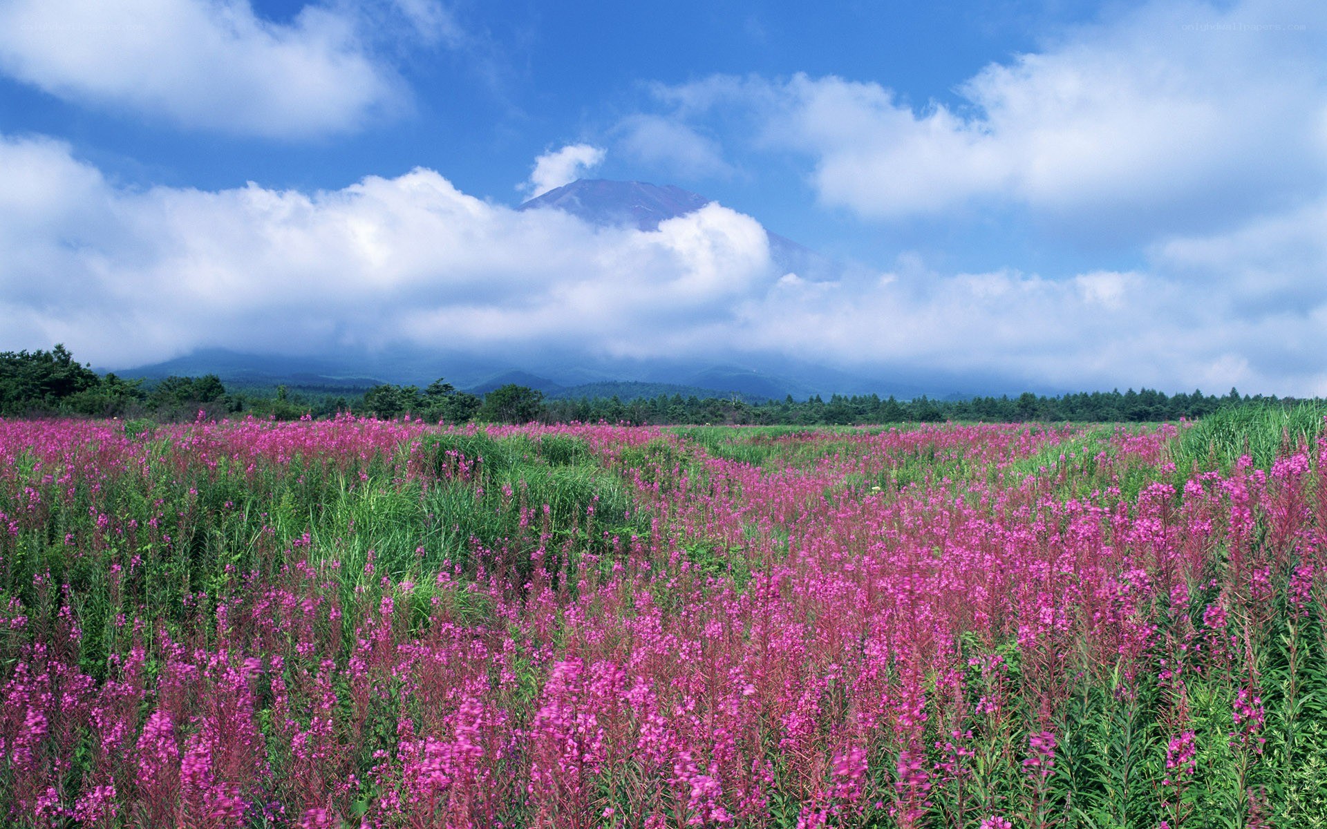 Pink flowers with mountain view