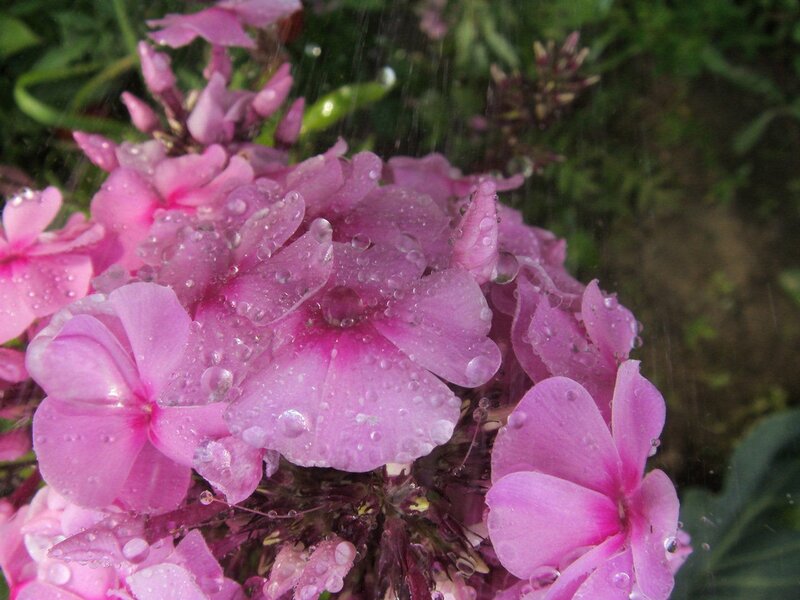 Pink flowers with raindrops