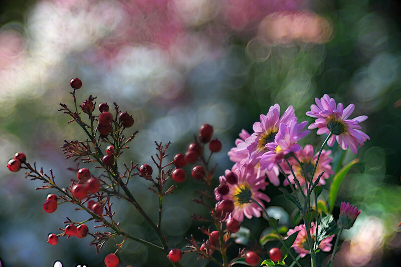 Pink Flowers with Red Berries